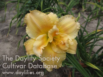 Daylily Your Side of the Mountain